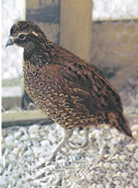 Tennessee Red Quail