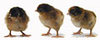 McMurray Hatchery partridge Rock chicks