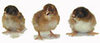 Murray McMurray 3 partridge rock bantam chicks