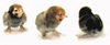 Murray McMurray 3 Millie Fleur Bantam chicks