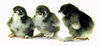 McMurray Hatchery Black Cochin baby chicks