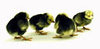 McMurray Hatchery lakenvelder chicks