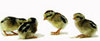 McMurray Hatchery Silver Phoenix chicks