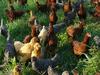 Barred Rocks, Buff Orpingtons and Rhode Island Reds raised on grass