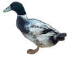 Welsh Harlequien Duck