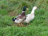 McHurray Hatchery Welsh Harlequin Duck