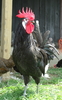 McMurray Hatchery White Faced Black Spanish rooster
