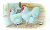 McMurray Hatchery White Orpington chickens Jacky art drawing