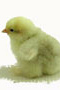 click to enlarge