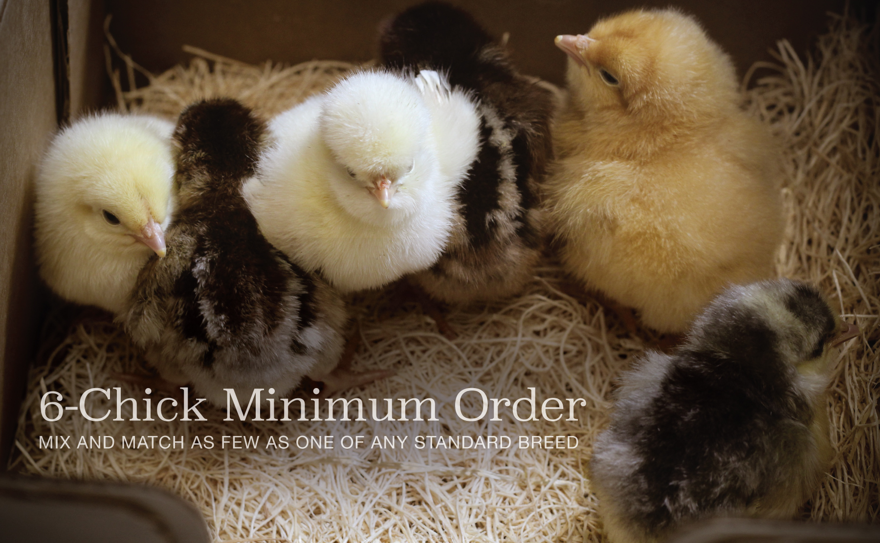Order As Few As 6 Day-Old Baby Chicks from McMurray Hatchery