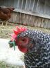 Pinless Peepers on a Chickens