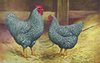 McMurray Hatchery Barred Plymouth Rock chickens jacky art drawing