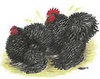 Murray McMurray colored pencil art black frizzle pair
