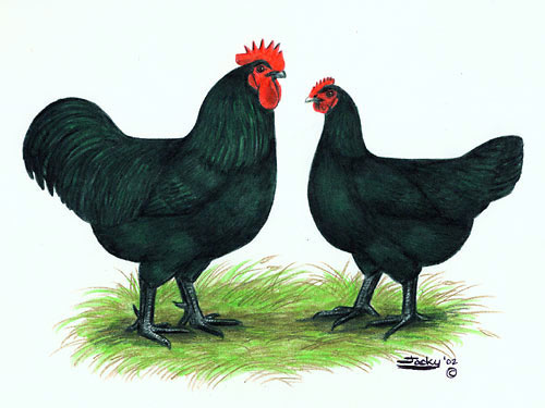 jersey black giant chicks