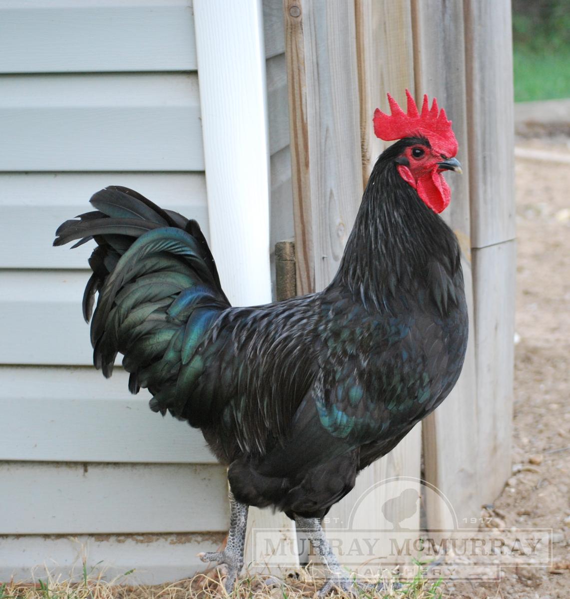Murray McMurray Hatchery Black Australorp