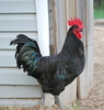 McMurray Hatchery Black Australorp chicken