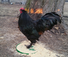 McMurray Hatchery black Langshan Chicken