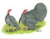 McMurray Hatchery Blue Slate Turkeys