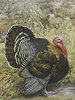 McMurray Hatchery Broad Breasted Bronze Turkey