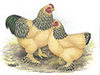 Illustrated Buff Brahma Rooster and Hen Bantam