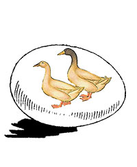 McMurray Hatchery Buff Duck Hatching Eggs Jacky art drawing