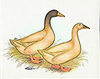 McMurray Hatchery Illustration Buff Ducks