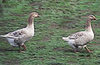 McMurray Hatchery Buff geese
