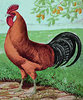 McMurray Hatchery Buttercup rooster Jacky art drawing
