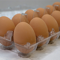 Murray McMurray Hatchery | Clear Platic Egg Carton with Blank Lable | Egg Storage