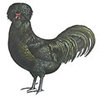 McMurray Hatchery Crevecoeur chicken Jacky art drawing