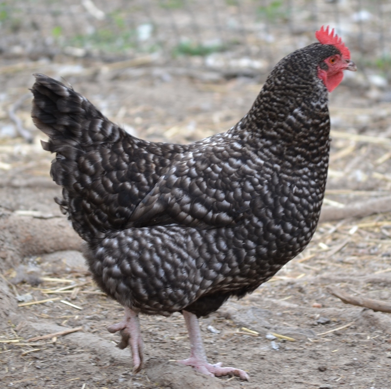 Barred Rock or Dominique? | BackYard Chickens - Learn How ...