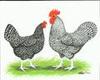 McMurray Hatchery Cuckoo Maran hen and rooster Jacky art drawing
