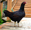 Mcmurray Hatchery Dark Cornish chicken