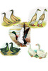 McMurray Hatchery Ducks Deluxe Mix