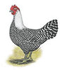McMurray Hatchery Egyptian Fayoumis chicken Jacky art drawing