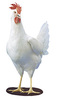 McMurray Hatchery Frying Pan Special-pearl white leghorn males jacky art drawing