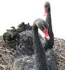 McMurray Hatchery Australian Black Swan Pair