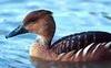 McMurray Hatchery Fulvous Tree Ducks