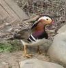 McMurray Hatchery Male Mandarin Duck