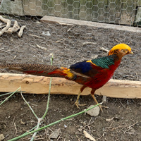 McMurray Hatchery Red Golden Pheasant Full Color Male