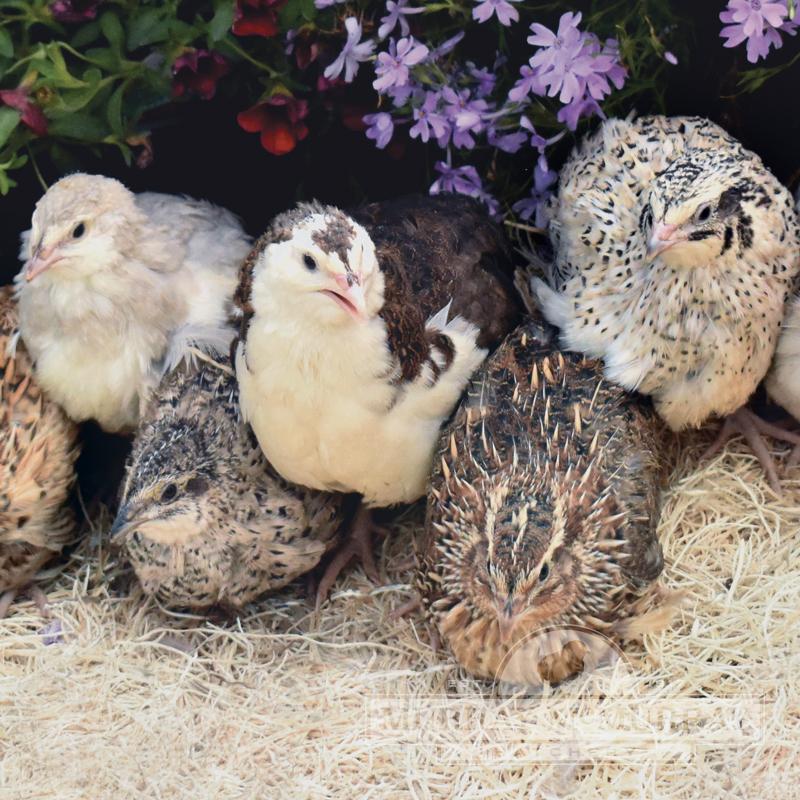 McMurray Hatchery 6-7 Week Old Assorted Coturnix Quail