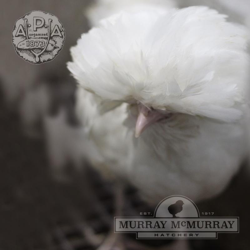 McMurray Hatchery APA Certified White Polish Chickens