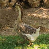 McMurray Hatchery African Geese