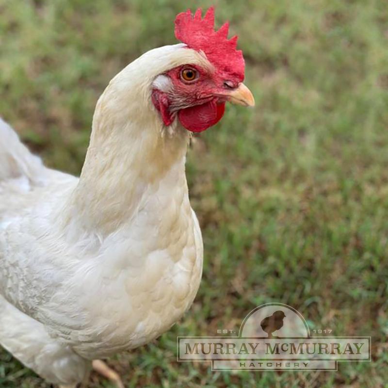 McMurray Hatchery | Best Egg-Laying Chicken Breeds | Amber Star