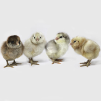 McMurray Hatchery Ameraucana Baby Chicks