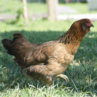 McMurray Hatchery Ameraucana Hen