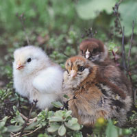 McMurray Hatchery Ameraucana Day-Old Baby Chicks