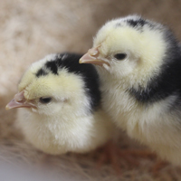 McMurray Hatchery Ancona Baby Chicks