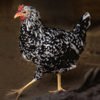McMurray Hatchery Ancona Hen