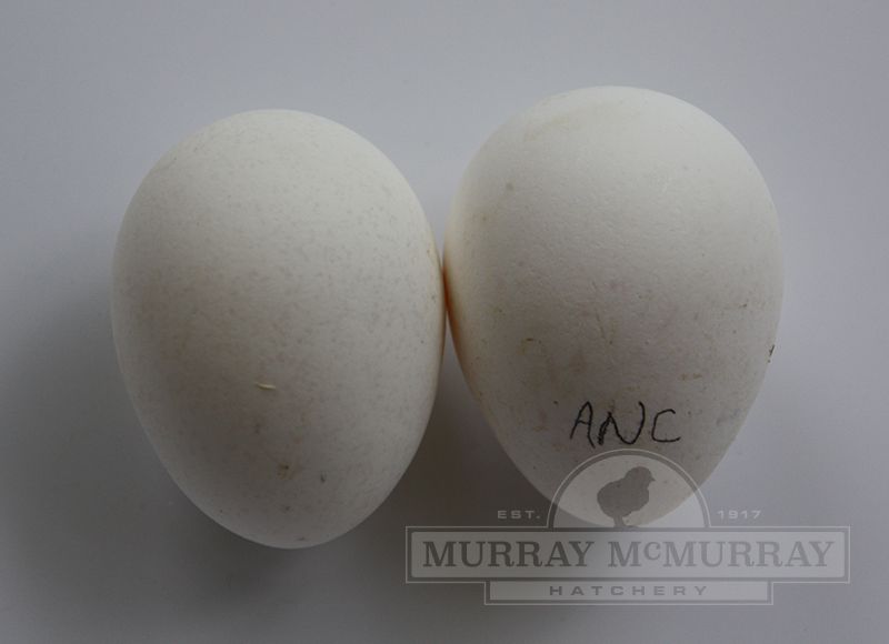 What Color Are Ancona Duck Eggs At Carl Bills Blog What Color Are Ancona Duck Eggs At Carl Bills Blog